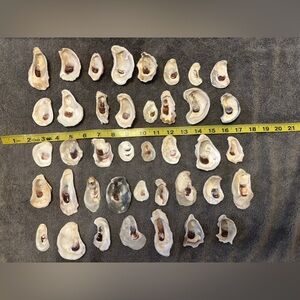 40 Natural Oyster Shells from Sanibel Island & Bonita Spring Beaches. Crafters!!